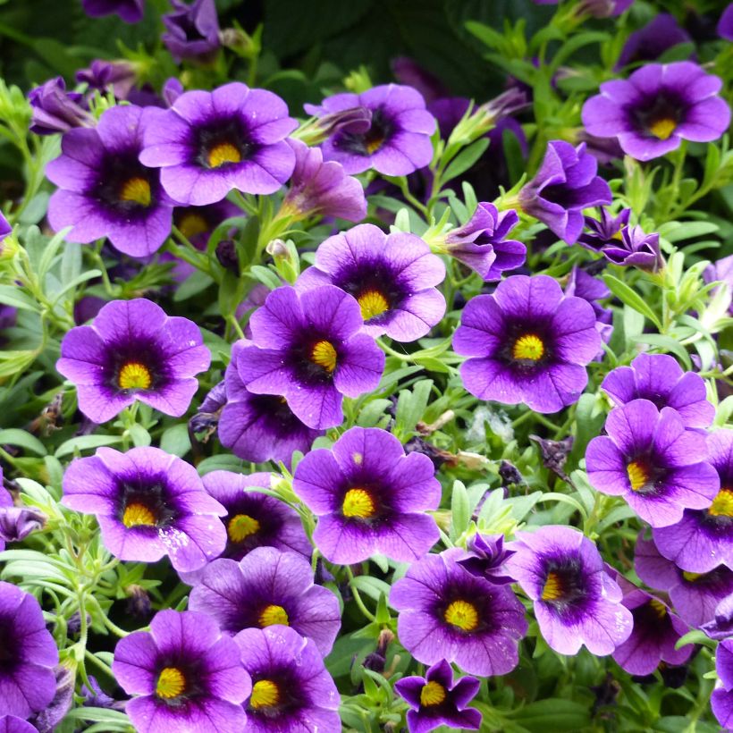 Calibrachoa Superbells Grape Punch - Mini petunia (Bloei)