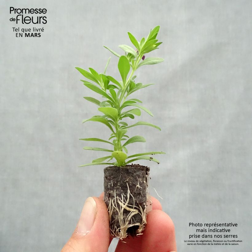 Exemplaar van Calibrachoa Superbells Grape Punch - Mini petunia Mini-mot Ø 1,5/2,5 cm zoals geleverd in de lente