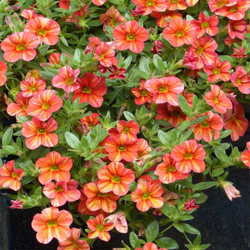 Calibrachoa Superbells Tropical Sunrise - Mini petunia (Plant habit)
