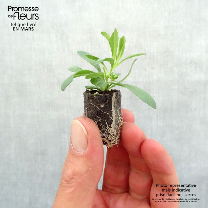 Exemplaar van Calibrachoa Superbells Unique Blue Violet - Mini petunia Mini-mot Ø 1,5/2,5 cm zoals geleverd in de lente