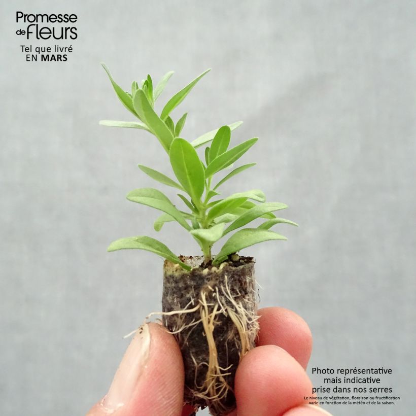 Example of Calibrachoa Superbells Unique Mango Punch - Mini-pétunia Mini-mot Ø 1,5/2,5 cm as you get in printemps