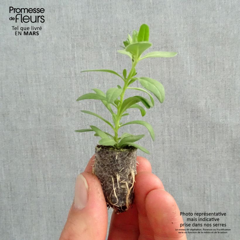 Example of Calibrachoa Superbells Unique White - Mini-pétunia Mini-mot Ø 1,5/2,5 cm as you get in printemps