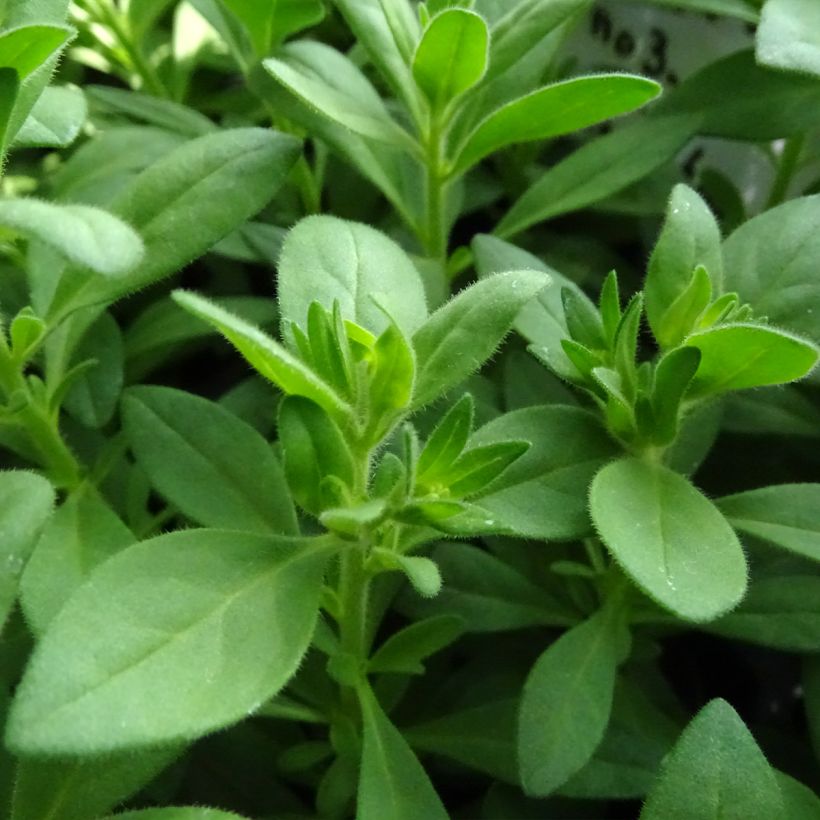 Calibrachoa Superbells Unique White - Mini petunia (Foliage)