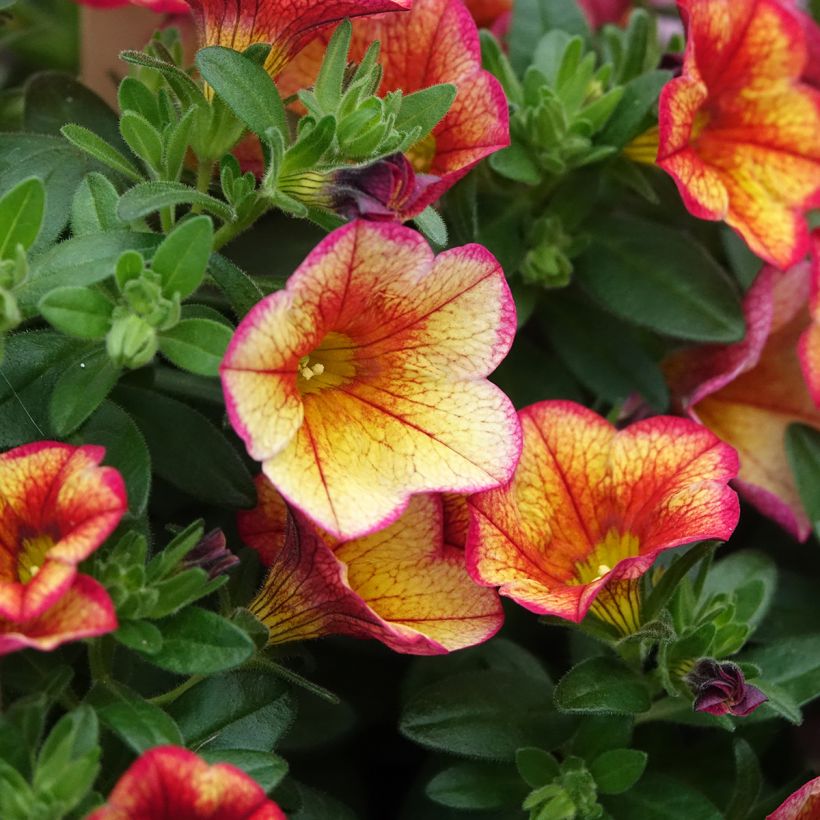 Calibrachoa MiniFamous Uno Bakari - Mini petunia (Bloei)