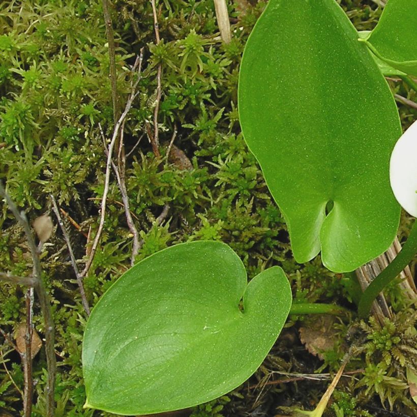 Calla palustris - Calla lelie (Foliage)