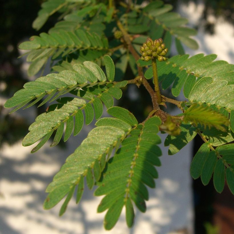 Calliandra surinamensis - Surinaamse poederkwast (Foliage)