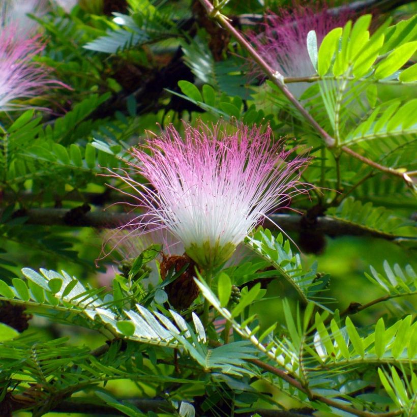 Calliandra surinamensis - Surinaamse poederkwast (Flowering)