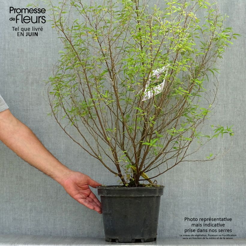 Exemplaar van Calliandra surinamensis Dixie Pink - Surinaamse poederkwast Pot van 7,5 l/10 l zoals geleverd in de zomer