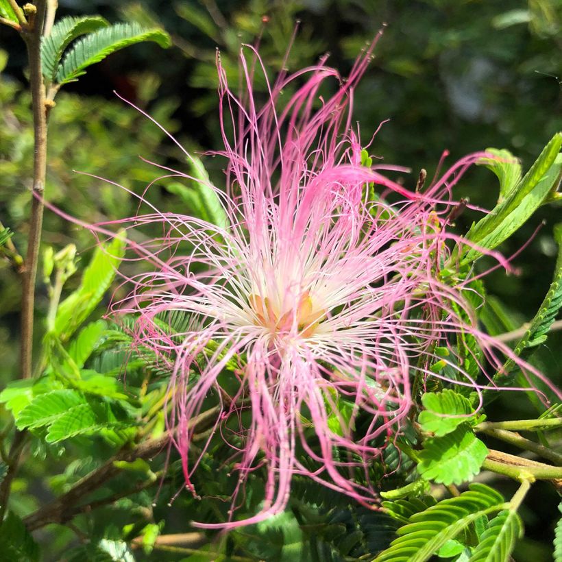Calliandra surinamensis Dixie Pink - Surinaamse poederkwast (Bloei)