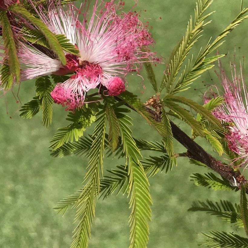 Calliandra surinamensis Dixie Pink - Surinaamse poederkwast (Blad)