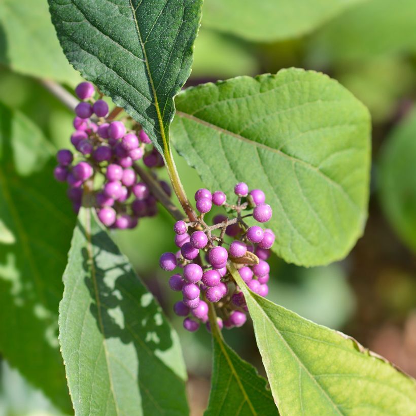 Callicarpa Imperial Pearl - Schoonvrucht (Blad)