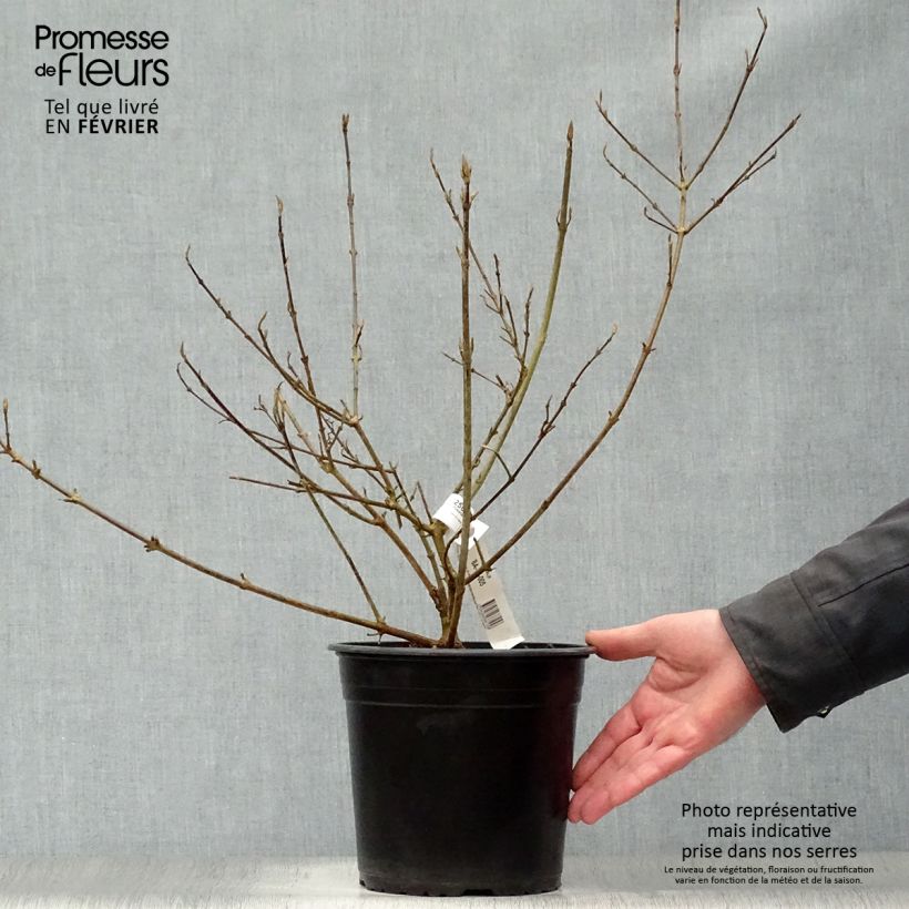 Example of Callicarpa bodinieri Imperial Pearl Pot van 3 l/4 l as you get in hiver