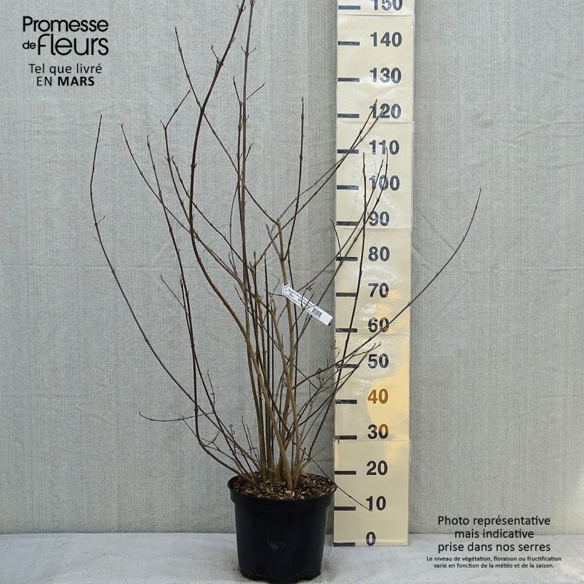 Example of Callicarpa bodinieri Imperial Pearl Pot van 7,5 l/10 l as you get in hiver