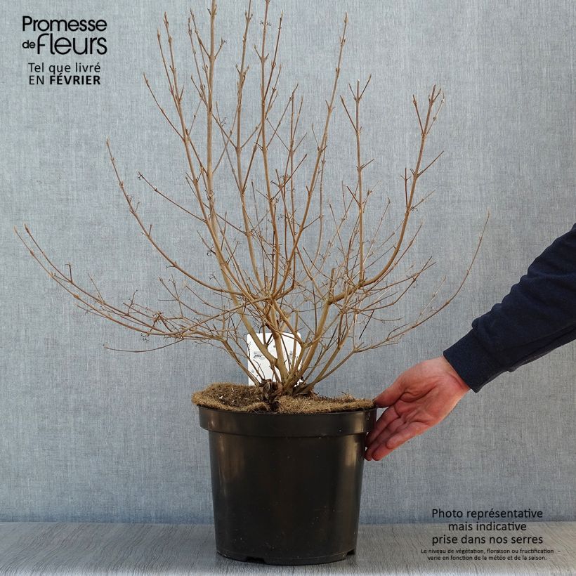 Example of Callicarpa bodinieri Magical Deep Purple Pot van 7,5 l/10 l as you get in hiver