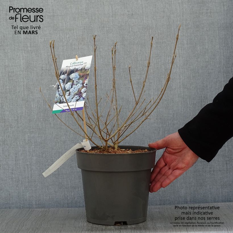 Example of Callicarpa bodinieri Magical Snowqueen  Pot van 3 l/4 l as you get in hiver