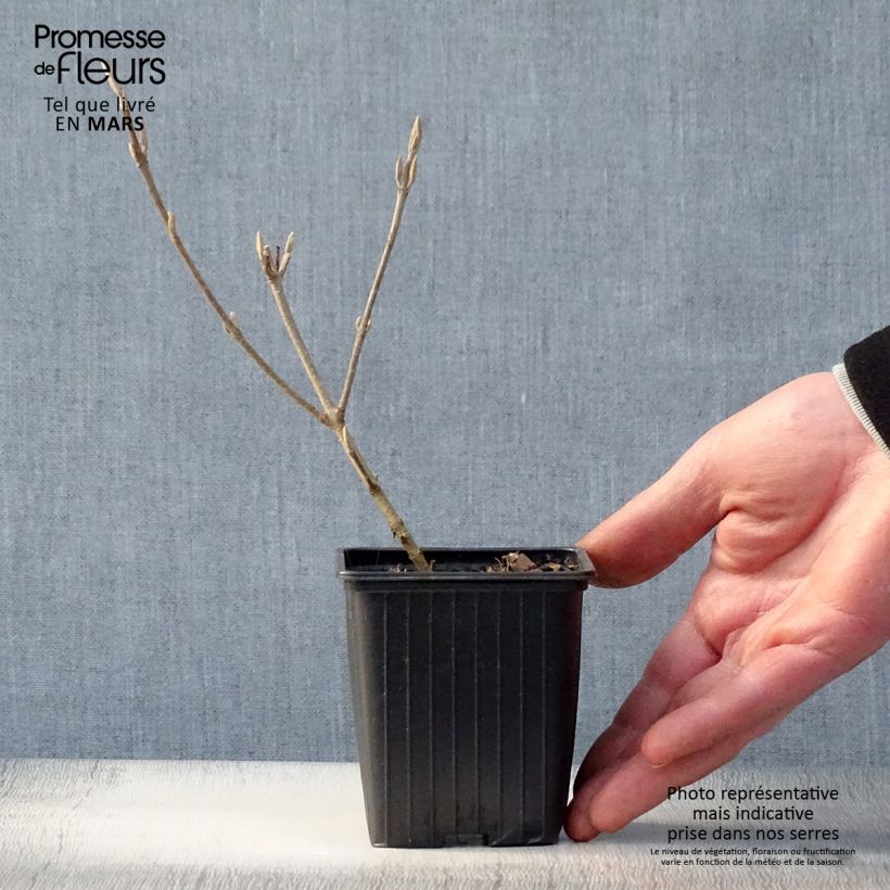 Exemplaar van Callicarpa Magical Snowstar - Schoonvrucht Kweekpotje van 8/9 cm zoals geleverd in de lente