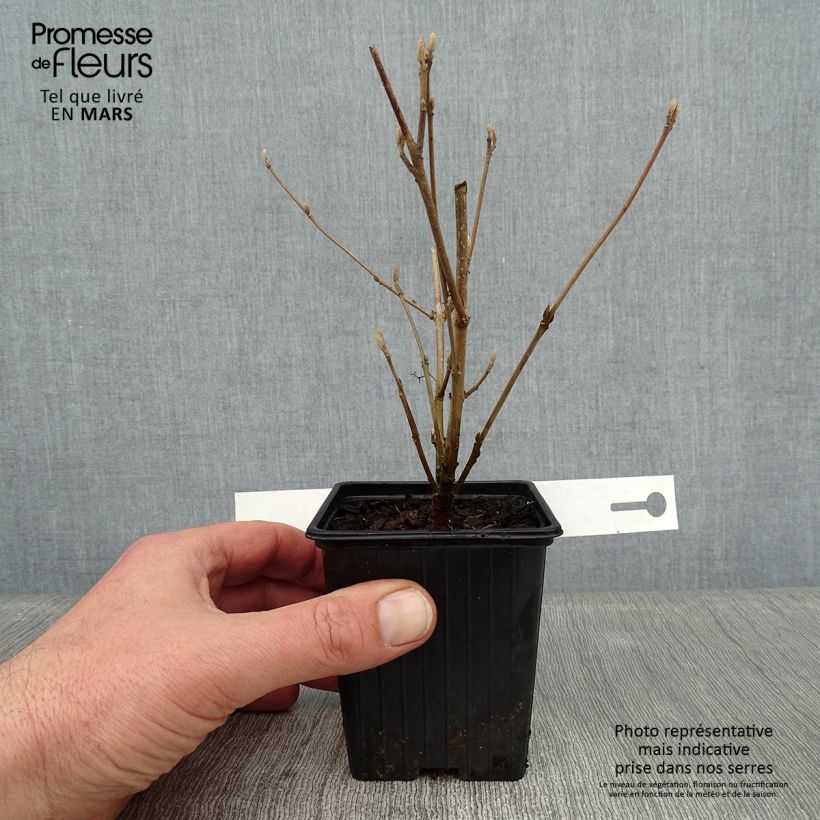 Example of Callicarpa Magical Snowstar - Schoonvrucht Kweekpotje van 8/9 cm as you get in hiver