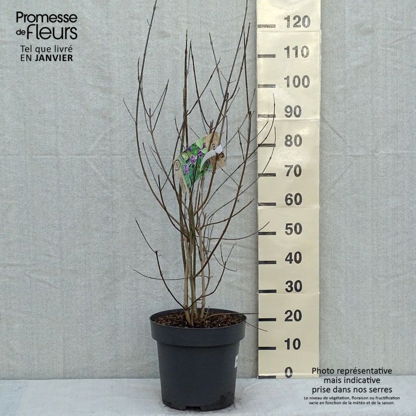 Example of Callicarpa bodinieri Profusion - Arbuste aux bonbons Pot van 12 l/15 l as you get in hiver