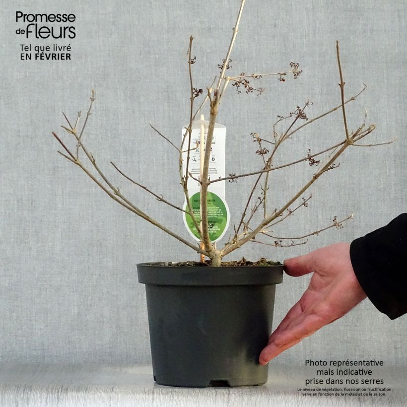 Example of Callicarpa bodinieri Profusion - Arbuste aux bonbons Pot van 2 l/3 l as you get in hiver