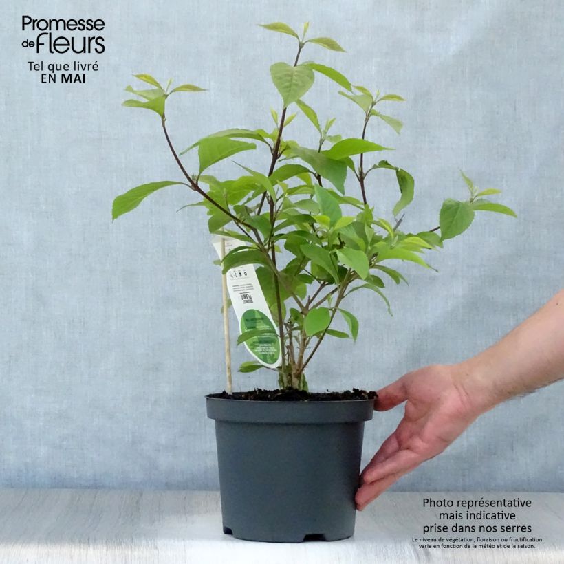 Exemplaar van Callicarpa bodinieri var. giraldii Profusion - Schoonvrucht Pot van 2 l/3 l zoals geleverd in de lente