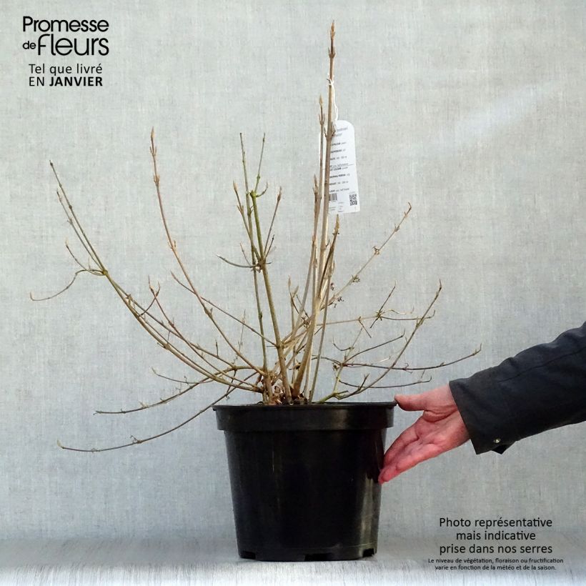 Example of Callicarpa bodinieri Profusion - Arbuste aux bonbons Pot van 7,5 l/10 l as you get in hiver