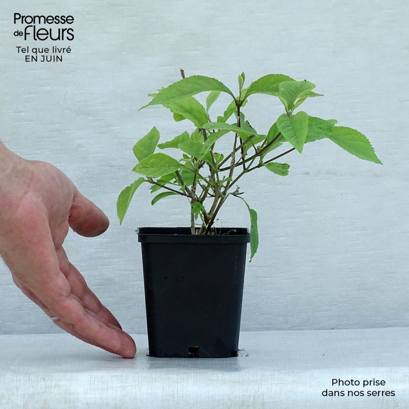 Exemplaar van Callicarpa bodinieri var. giraldii Profusion - Schoonvrucht Kweekpotje van 8/9 cm zoals geleverd in de zomer