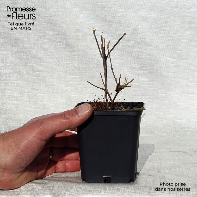 Exemplaar van Callicarpa bodinieri var. giraldii Profusion - Schoonvrucht Kweekpotje van 8/9 cm zoals geleverd in de lente