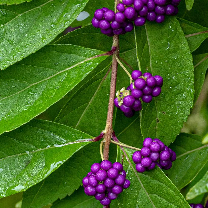 Callicarpa dichotoma - Schoonvrucht (Oogst)