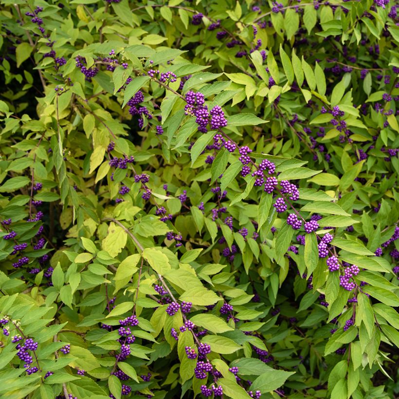 Callicarpa dichotoma - Schoonvrucht (Groeiplaats)