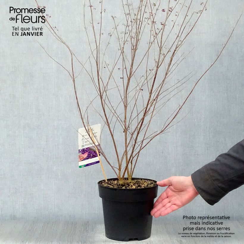 Example of Callicarpa dichotoma Issai Pot van 3 l/4 l as you get in hiver