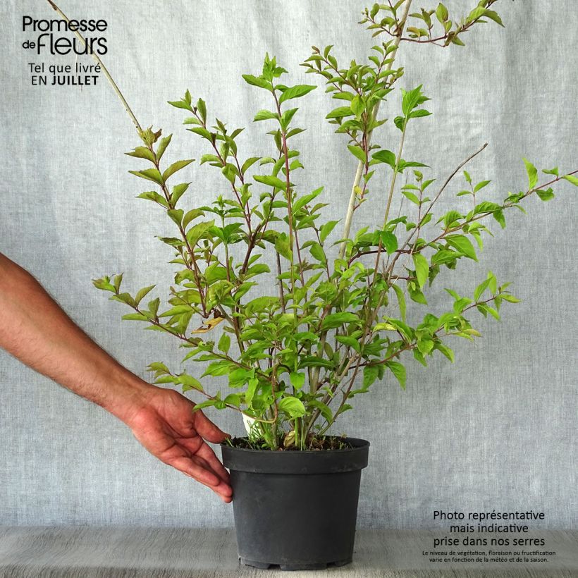 Exemplaar van Callicarpa dichotoma Issai - Schoonvrucht Pot van 3 l/4 l zoals geleverd in de zomer