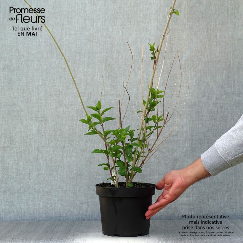 Exemplaar van Callicarpa dichotoma Issai - Schoonvrucht Pot van 3 l/4 l zoals geleverd in de lente