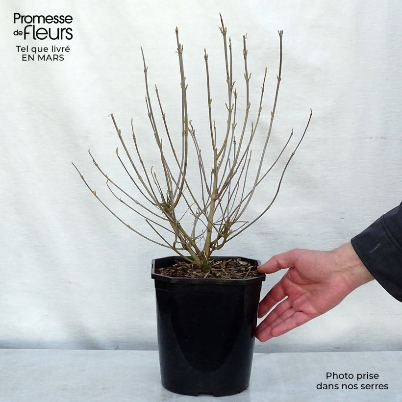 Example of Callicarpa japonica - Arbuste aux bonbons du Japon Pot van 4 l/5 l as you get in hiver