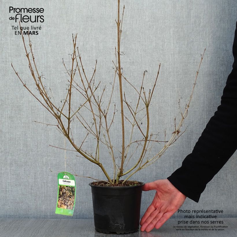 Example of Callicarpa japonica Leucocarpa Pot van 2 l/3 l as you get in hiver