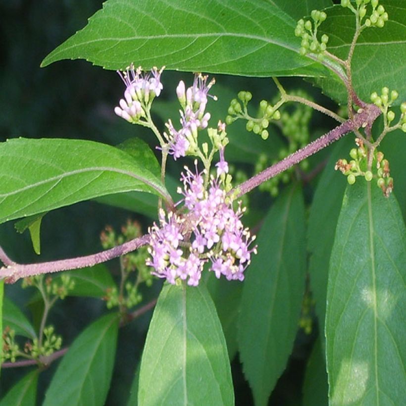 Callicarpa kwangtungensis - Chinese schoonvrucht (Foliage)