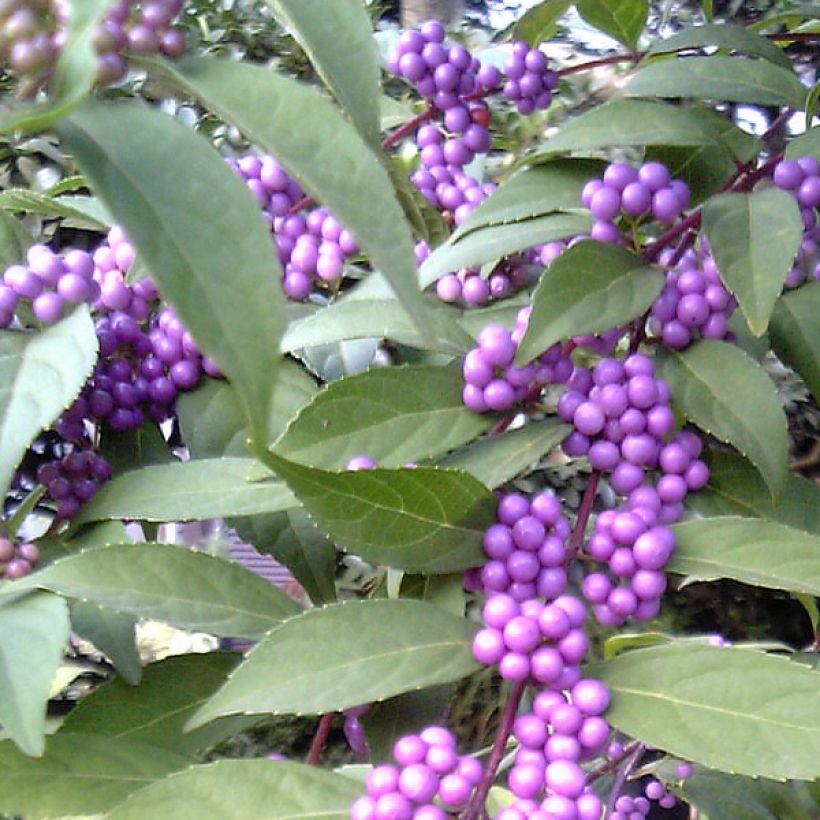 Callicarpa kwangtungensis - Chinese schoonvrucht (Harvest)