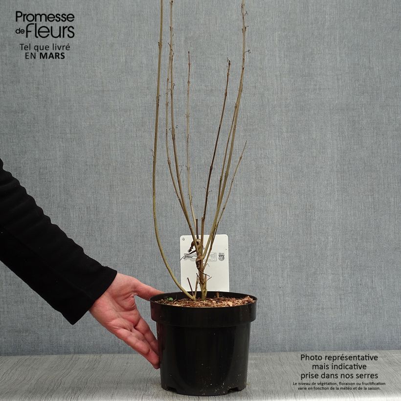 Example of Callicarpa kwangtungensis Pot van 2 l/3 l as you get in hiver