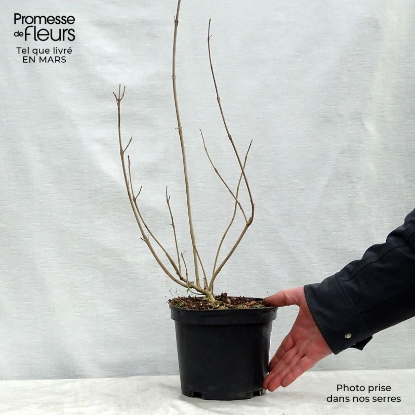 Exemplaar van Callicarpa kwangtungensis - Chinese schoonvrucht Pot van 2 l/3 l zoals geleverd in de lente