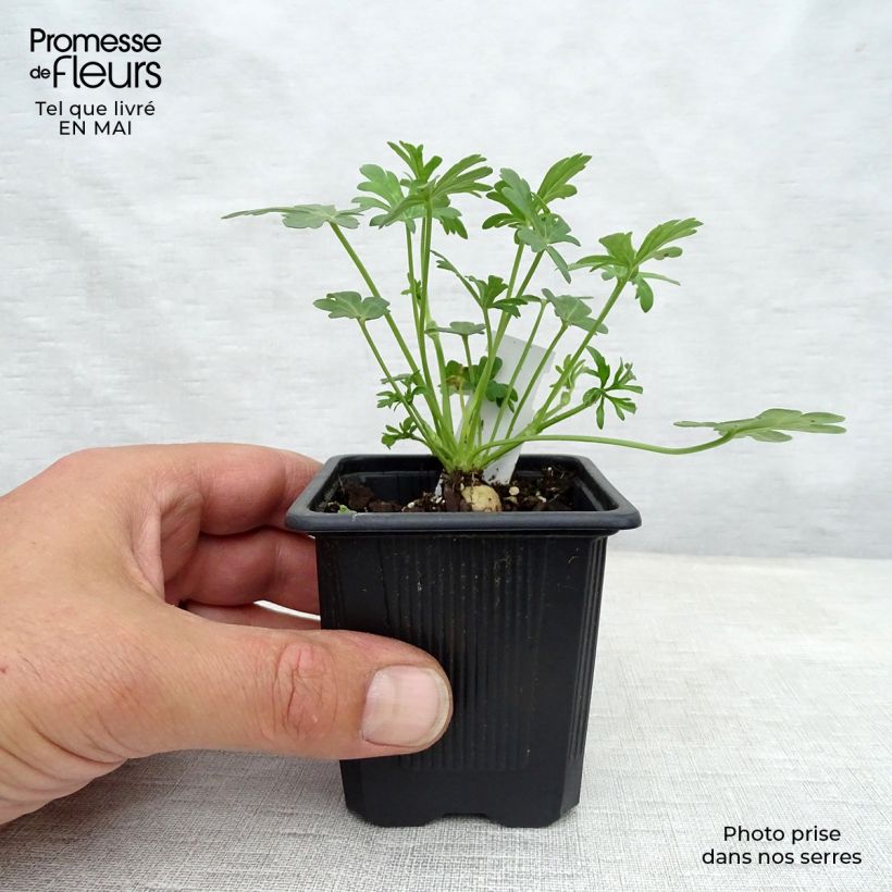 Exemplaar van Callirhoe involucrata - Klaproosmalve Kweekpotje van 8/9 cm zoals geleverd in de lente