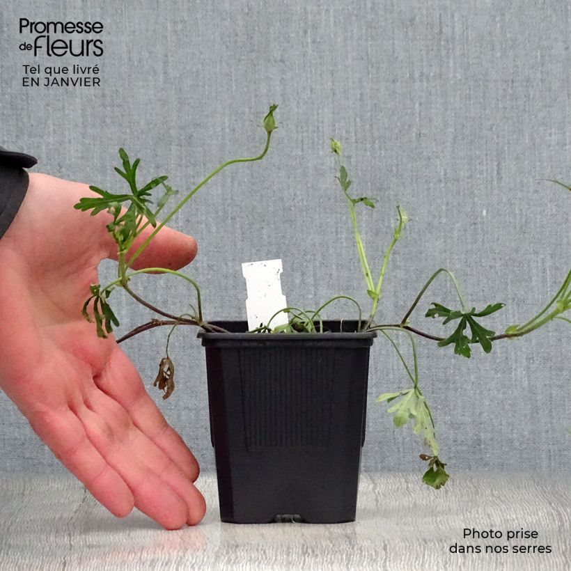 Example of Callirhoe involucrata - Klaproosmalve Kweekpotje van 8/9 cm as you get in hiver