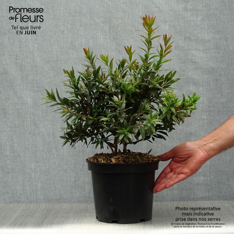 Exemplaar van Callistemon citrinus Red rocket - Lampenpoetser Pot van 3 l/4 l zoals geleverd in de zomer