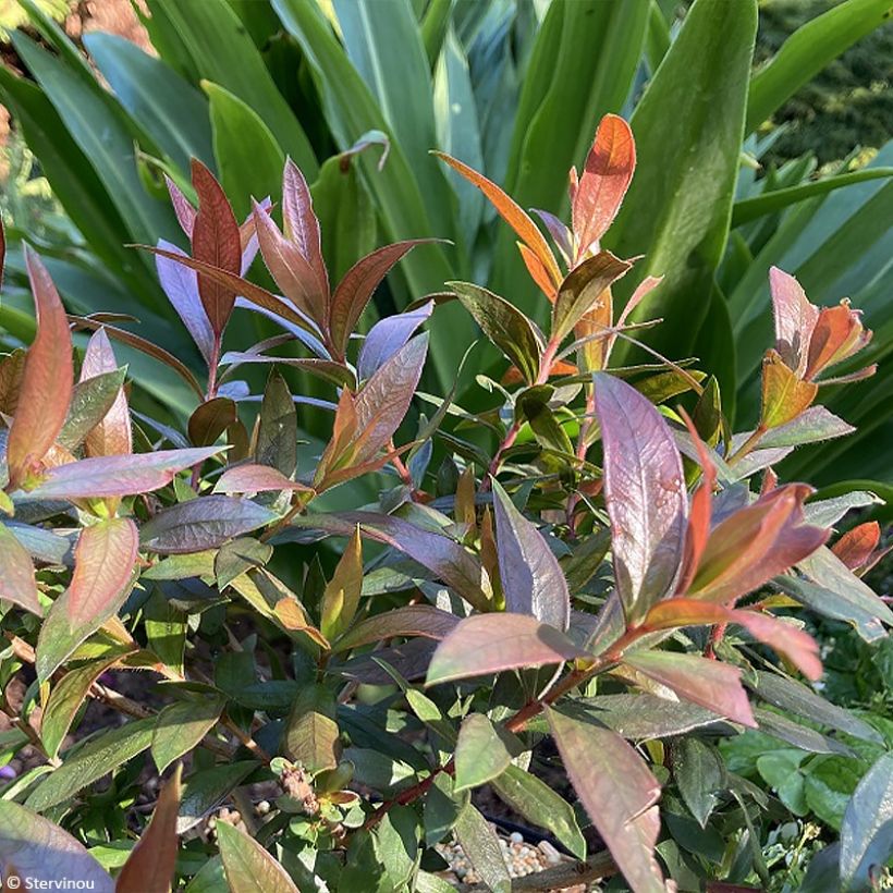 Callistemon citrinus Red rocket - Lampenpoetser (Blad)