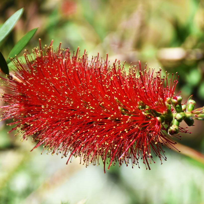 Callistemon Woodlanders Hardy - Lampenpoetser (Bloei)