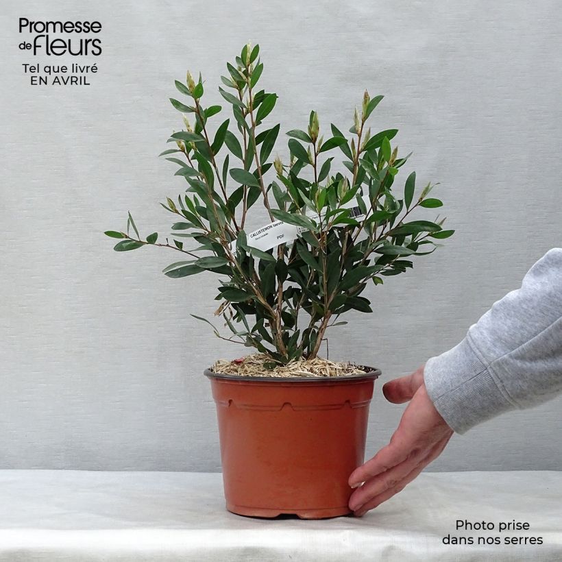 Exemplaar van Callistemon x laevis - Lampenpoetser Pot van 1,5 l/2 l zoals geleverd in de lente