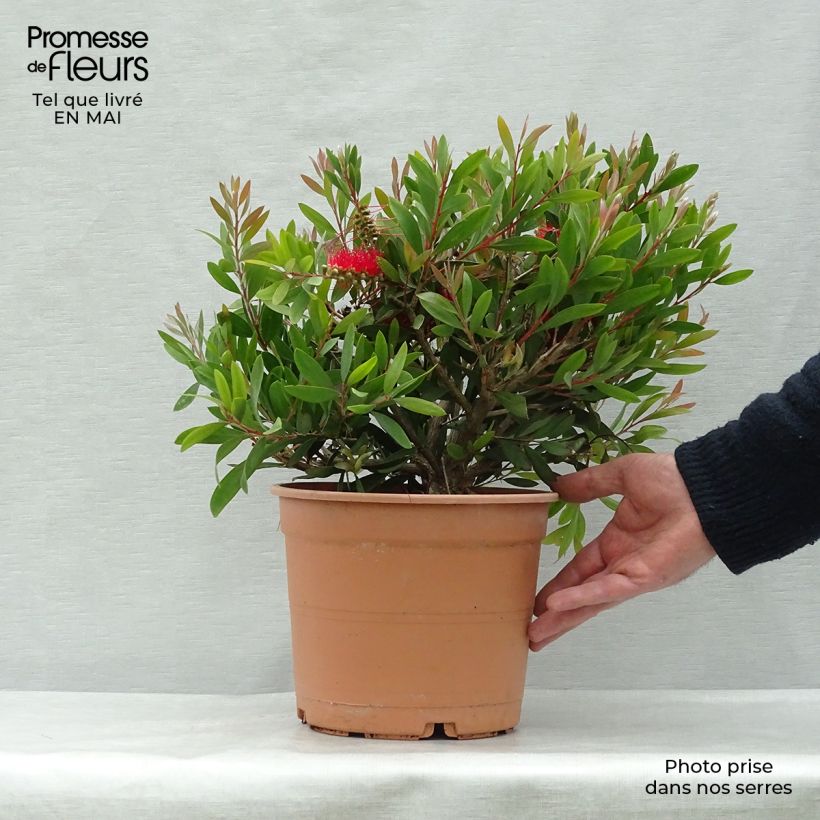 Exemplaar van Callistemon x laevis - Lampenpoetser Pot van 3 l/4 l zoals geleverd in de lente