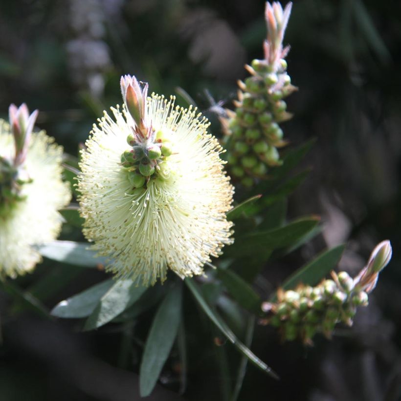 Callistemon citrinus Albus - Lampenpoetser (Flowering)