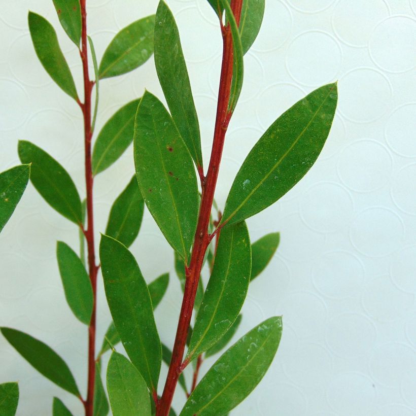 Callistemon citrinus Burgundy - Lampenpoetser (Foliage)