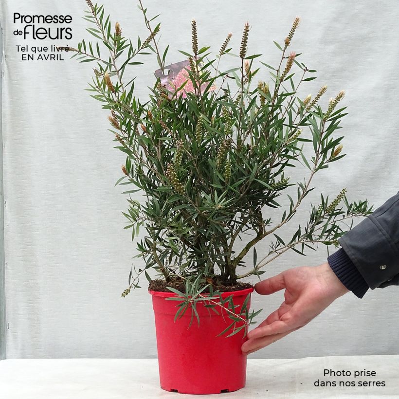 Exemplaar van Callistemon citrinus Burgundy - Lampenpoetser Pot van 3 l/4 l, Struik zoals geleverd in de lente