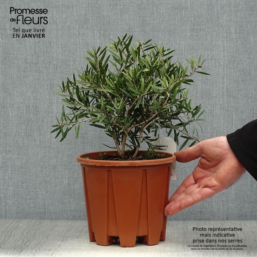 Example of Callistemon citrinus Burgundy - Rince bouteille Pot van 3 l/4 l as you get in hiver