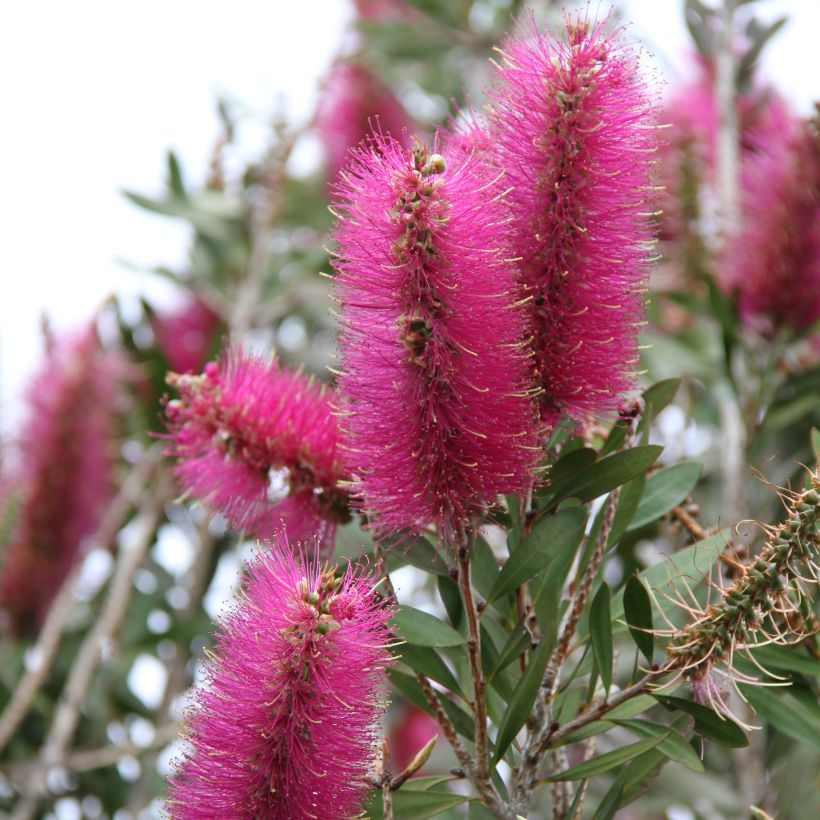 Callistemon citrinus Mauve Mist - Lampenpoetser (Flowering)
